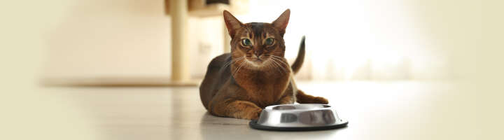 prospekt oktober mood katze und futter 2876x800 prospekt oktober mood katze und futter 2876x800